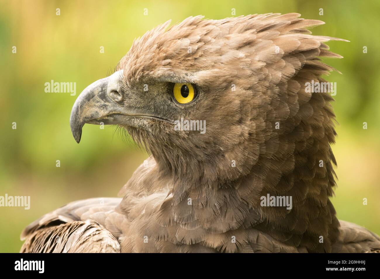 Aigle martial Polemaetus bellicosus vue du chasseur Banque D'Images