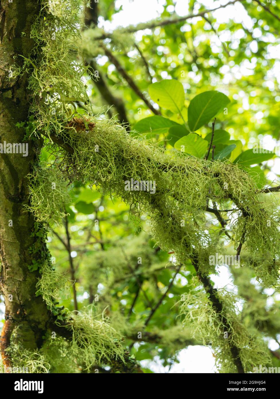 Lichens poussant sur un arbre, St Mary's, Isles of Scilly, Cornouailles, Angleterre, ROYAUME-UNI. Banque D'Images