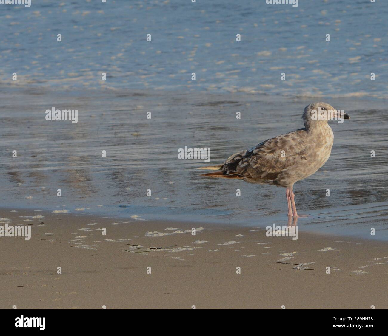 Un mouette reposant sur la plage de San Buenaventura State, Ventura, Ventura County, Californie Banque D'Images