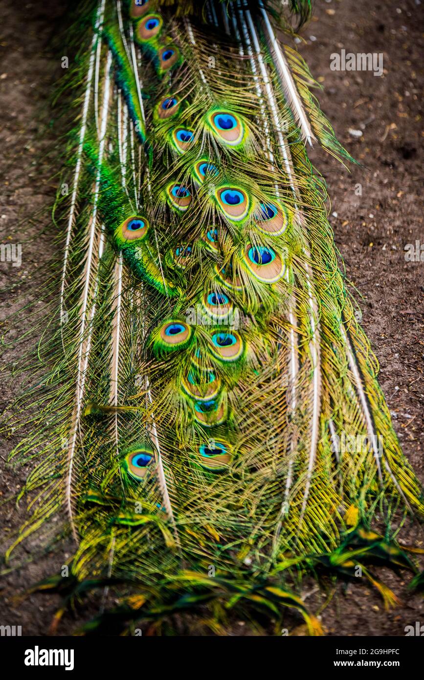 Peacock montrant ses longues plumes de la queue Banque D'Images