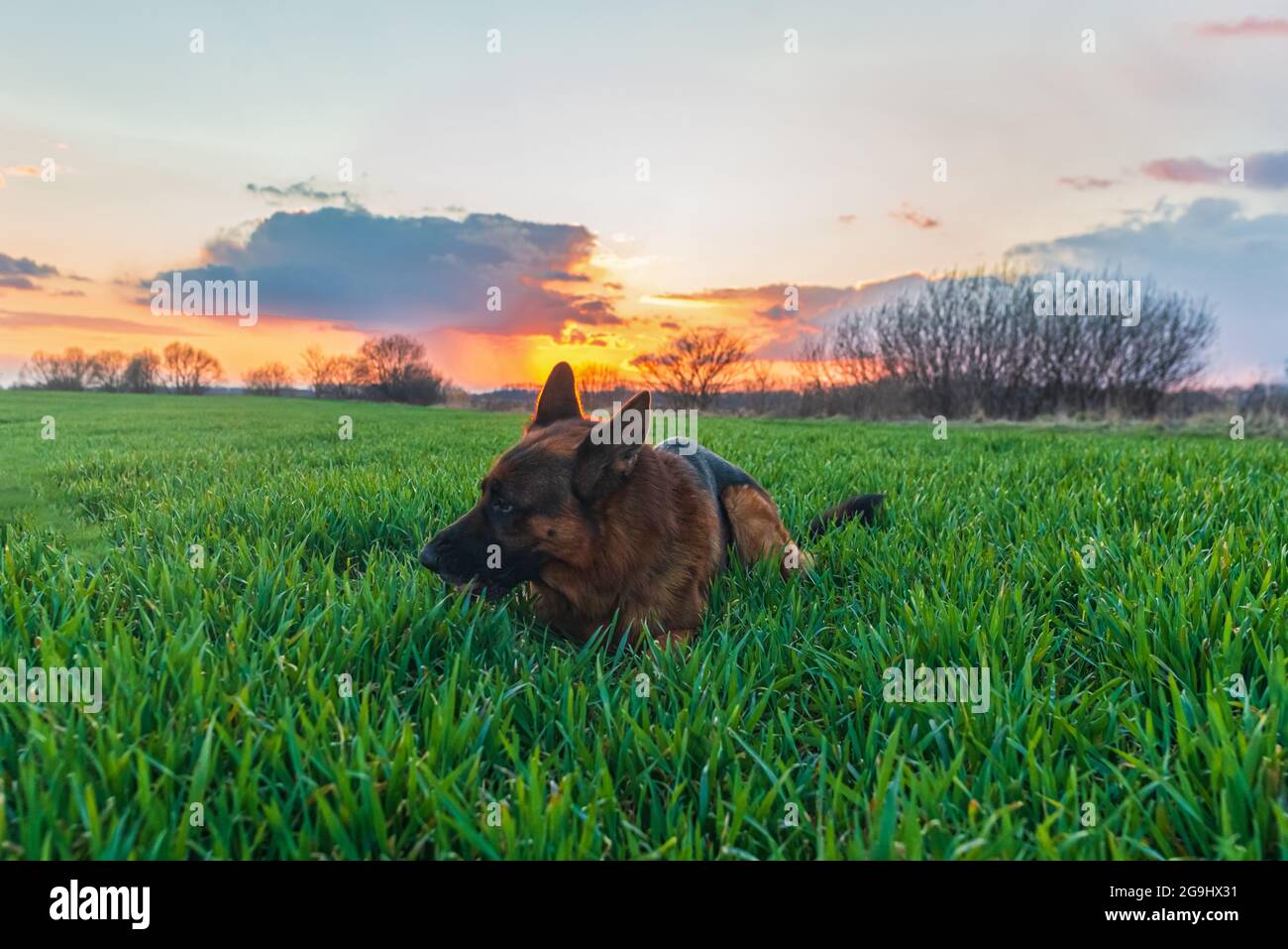 Le berger allemand se trouve et dort sur l'herbe verte dans un champ au  coucher du soleil Photo Stock - Alamy