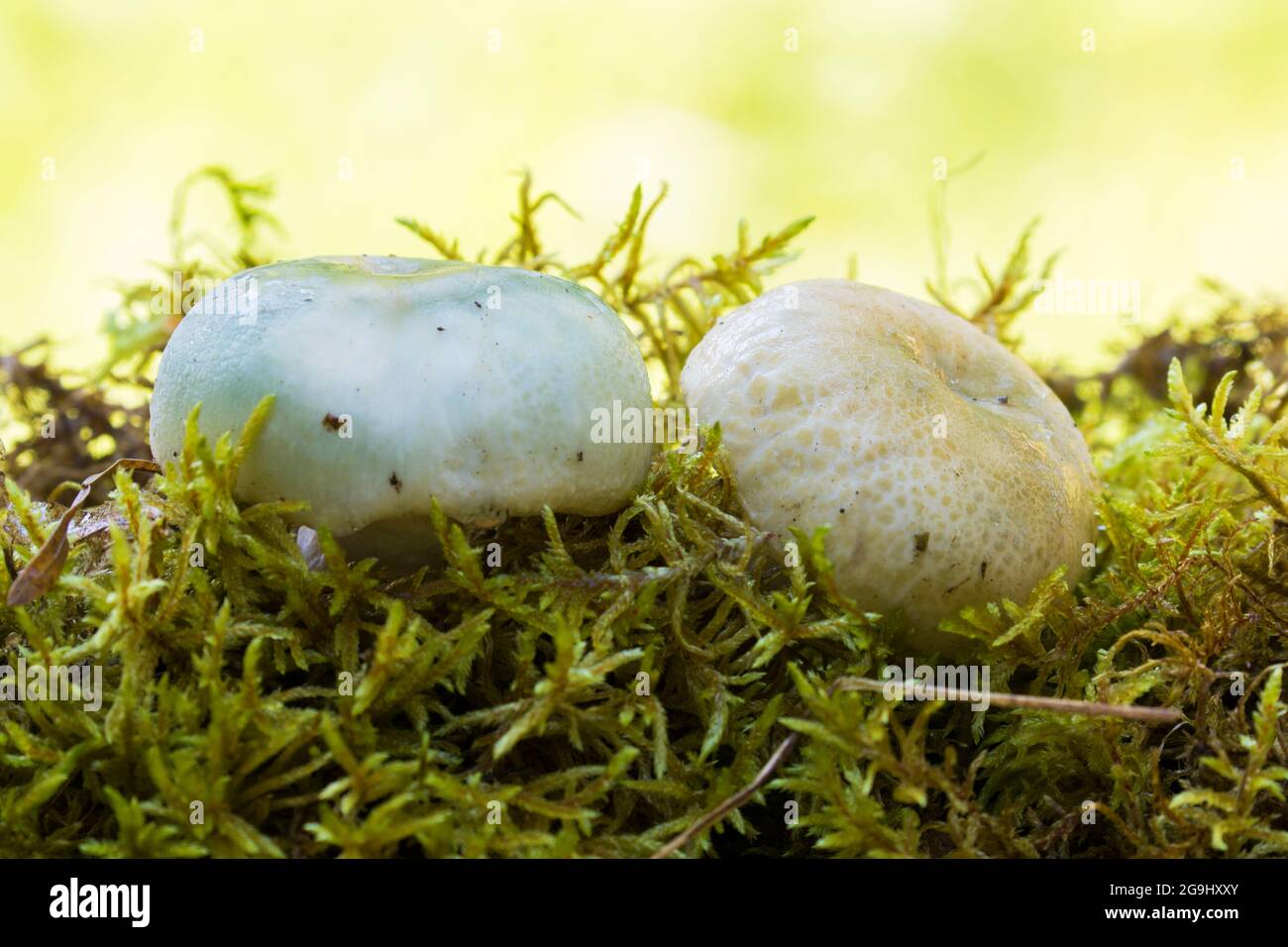 russula, la russula verte matelassée ou le brittlegill vert (Russula virescens) Banque D'Images