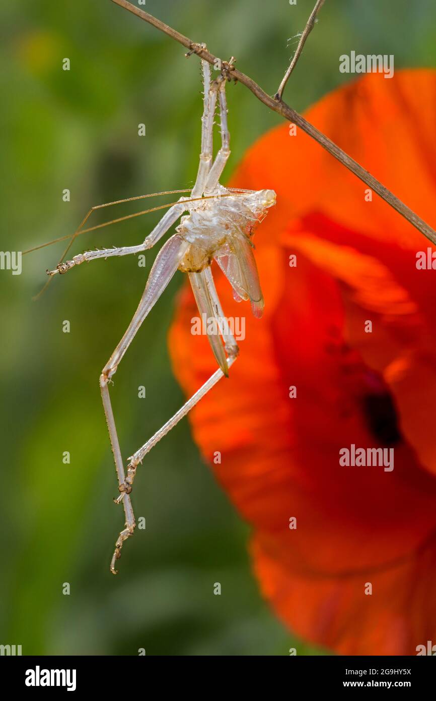 Grand buisson vert-cricket (Tetigonia viridissima) mue de stade de nymphe accrochée à la tige d'herbe dans le pré avec des coquelicots Banque D'Images