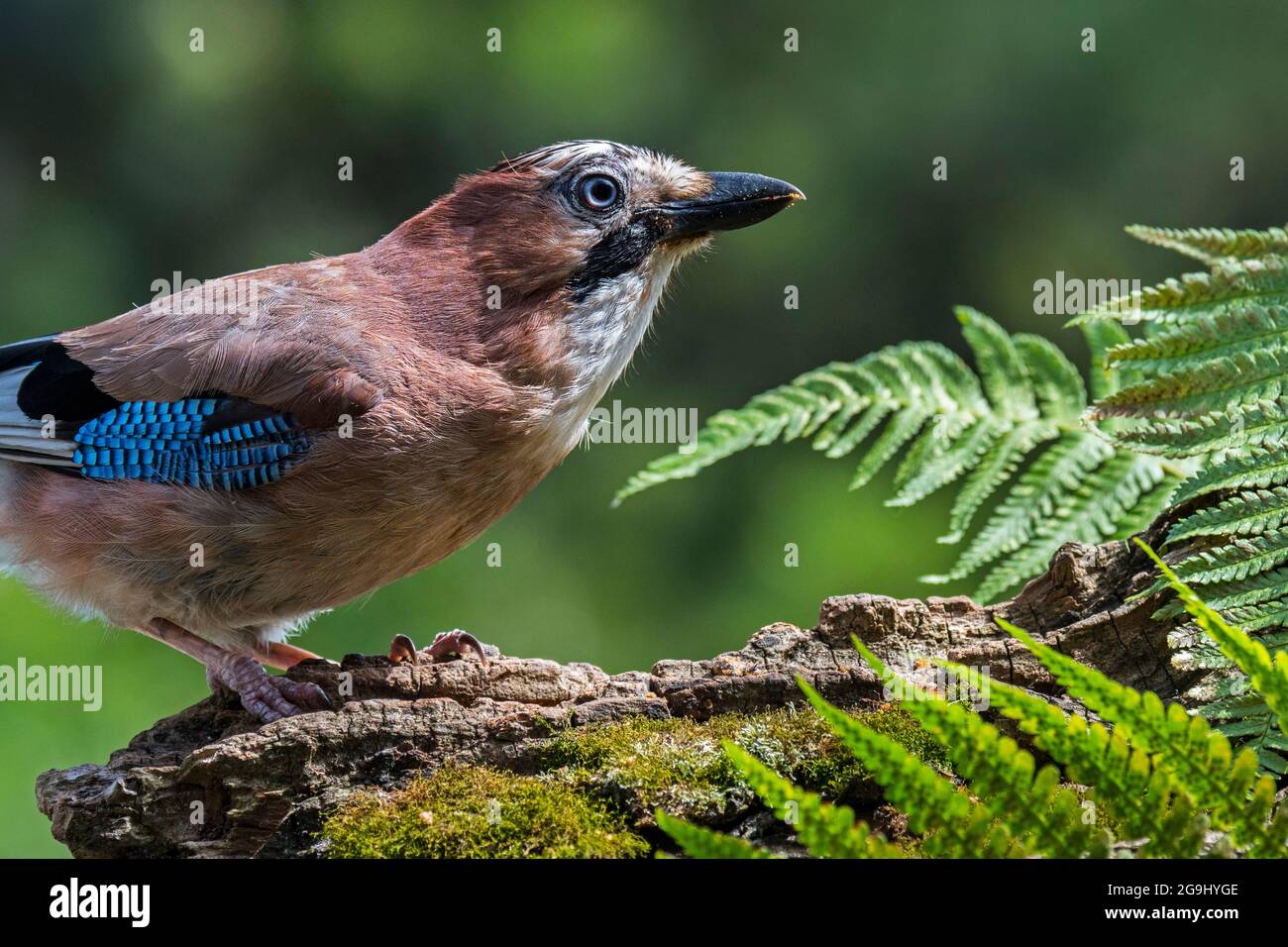 geai eurasien / geai européen (Garrulus glandarius / Corvus glandarius) perché sur un tronc d'arbre avec des fougères en forêt Banque D'Images