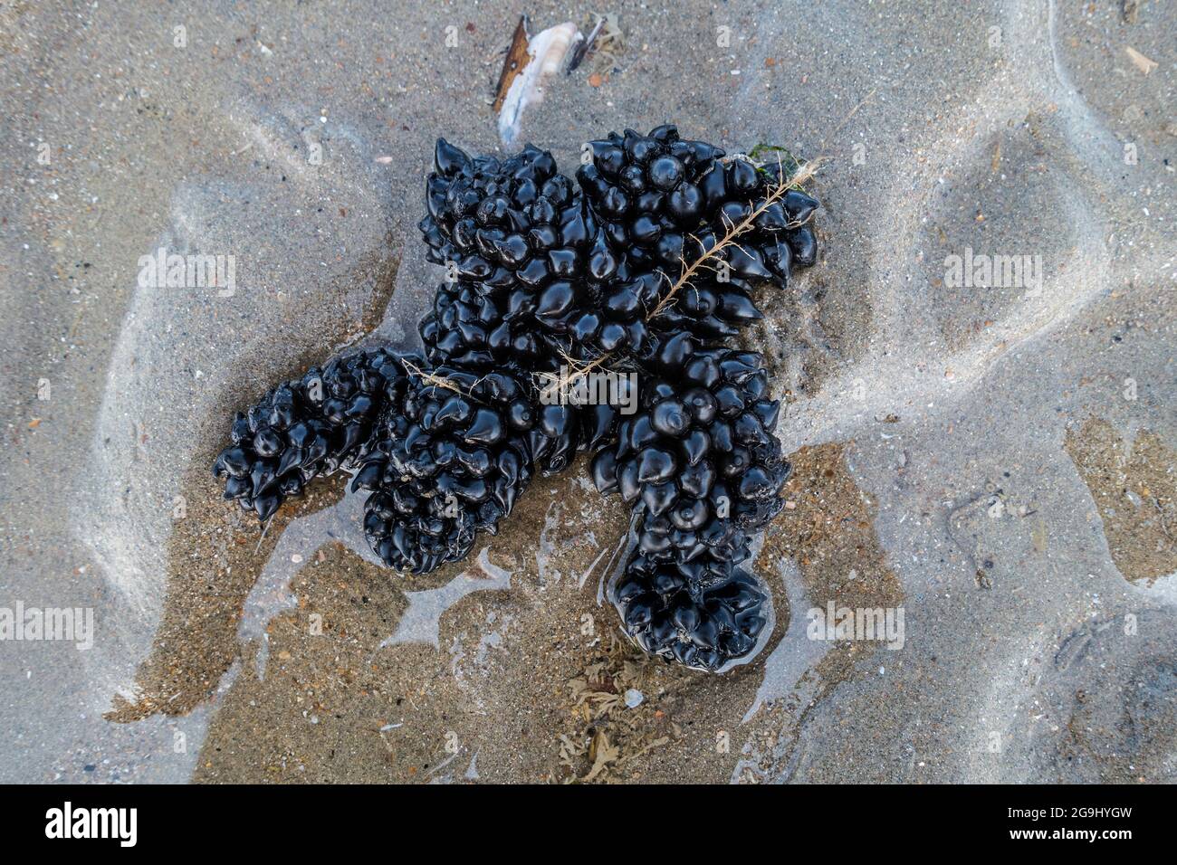 Œufs noirs / capsules d'œufs de seiche commune européenne (Sepia officinalis) lavées à l'ashore sur une plage de sable le long de la côte de la mer du Nord en été Banque D'Images