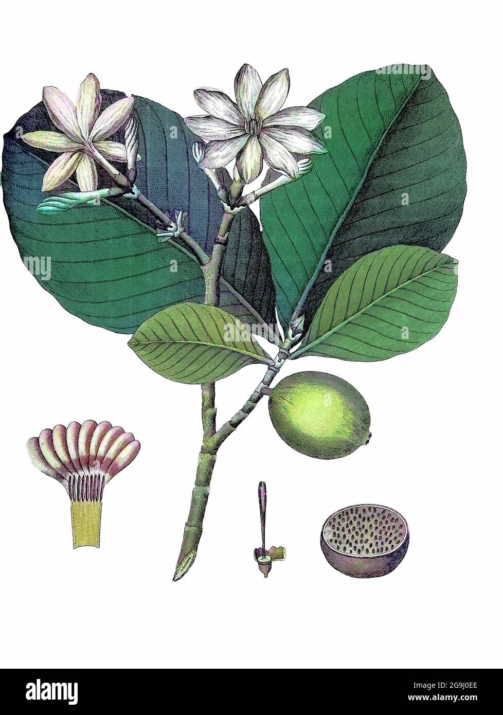 Le Gardenia latifolia, de couleur machine (ai), est un arbre de taille moyenne à grande et de longue durée de vie de la famille des Rubiaceae.[2] son nom commun anglais est Indian Boxwood ou Ceylon Boxwood.[3] il se trouve dans les forêts de Madhya Pradesh en Inde, Et a été largement cultivé ailleurs, au point de naturalisation, en particulier au Nigeria, en Afrique de l'Ouest où l'arbre est très apprécié pour ses fruits et son ombre. Gravure sur plaque de coperplate de l'Encyclopedia Londinensis or, Dictionnaire universel des arts, des sciences et de la littérature; Volume VIII; édité par Wilkes, Jean. Publié à Londres en 1810. Banque D'Images