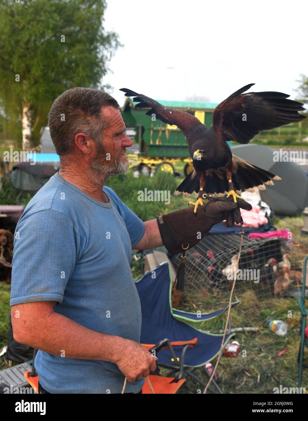 Percy Bennett, voyageur romantique, avec Harris Hawk, utilisé pour attraper des lapins Banque D'Images