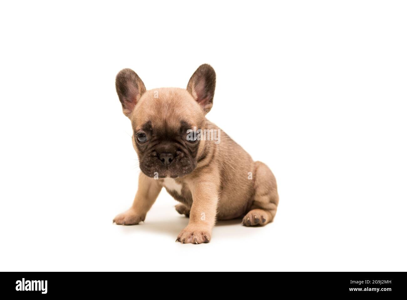 French Fawn chiot Bulldog sur fond blanc. Petit chiot mignon Photo Stock -  Alamy