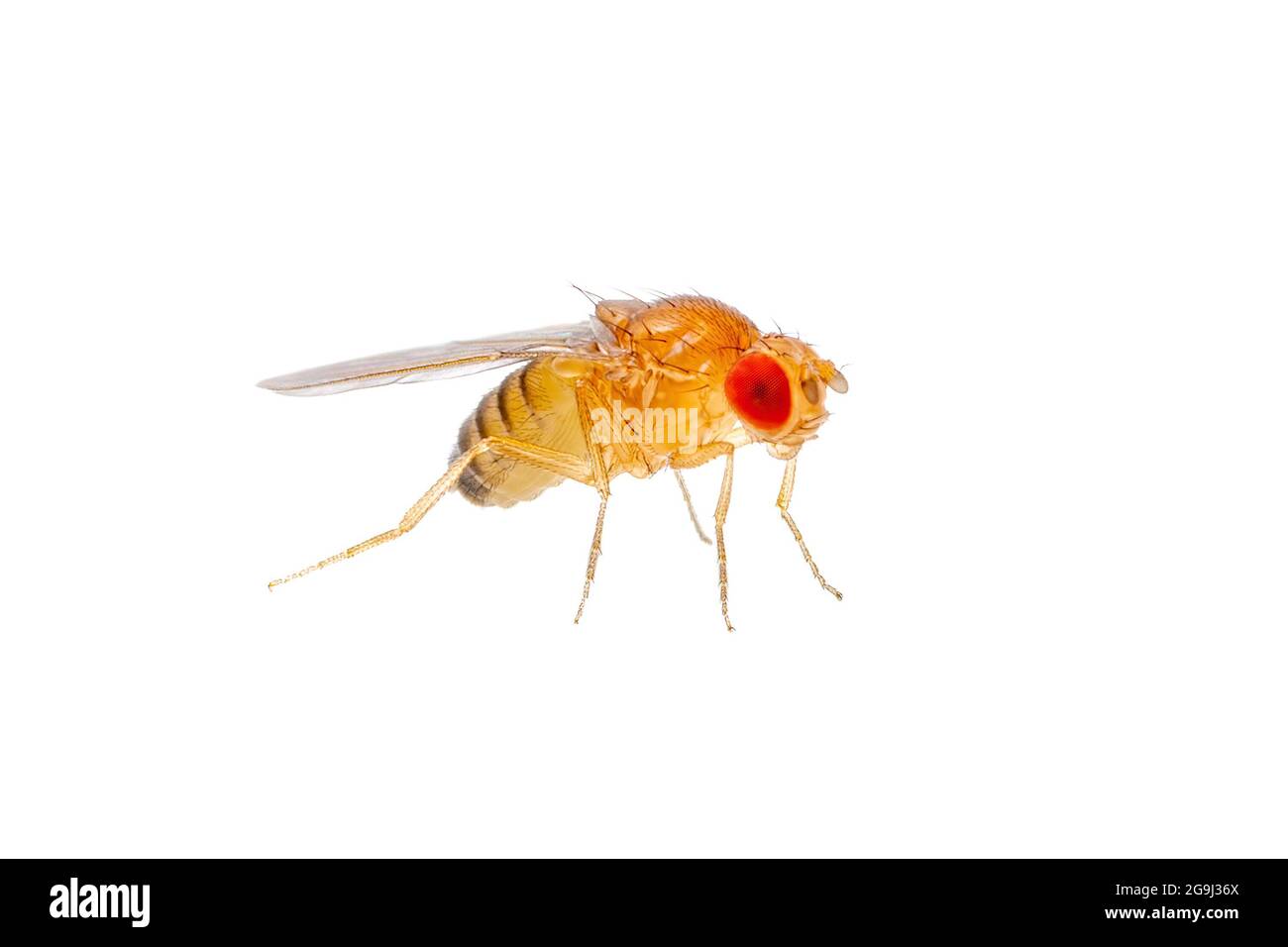 Espèce exotique de drosophile parasite Diptera insecte isolé sur fond blanc Banque D'Images