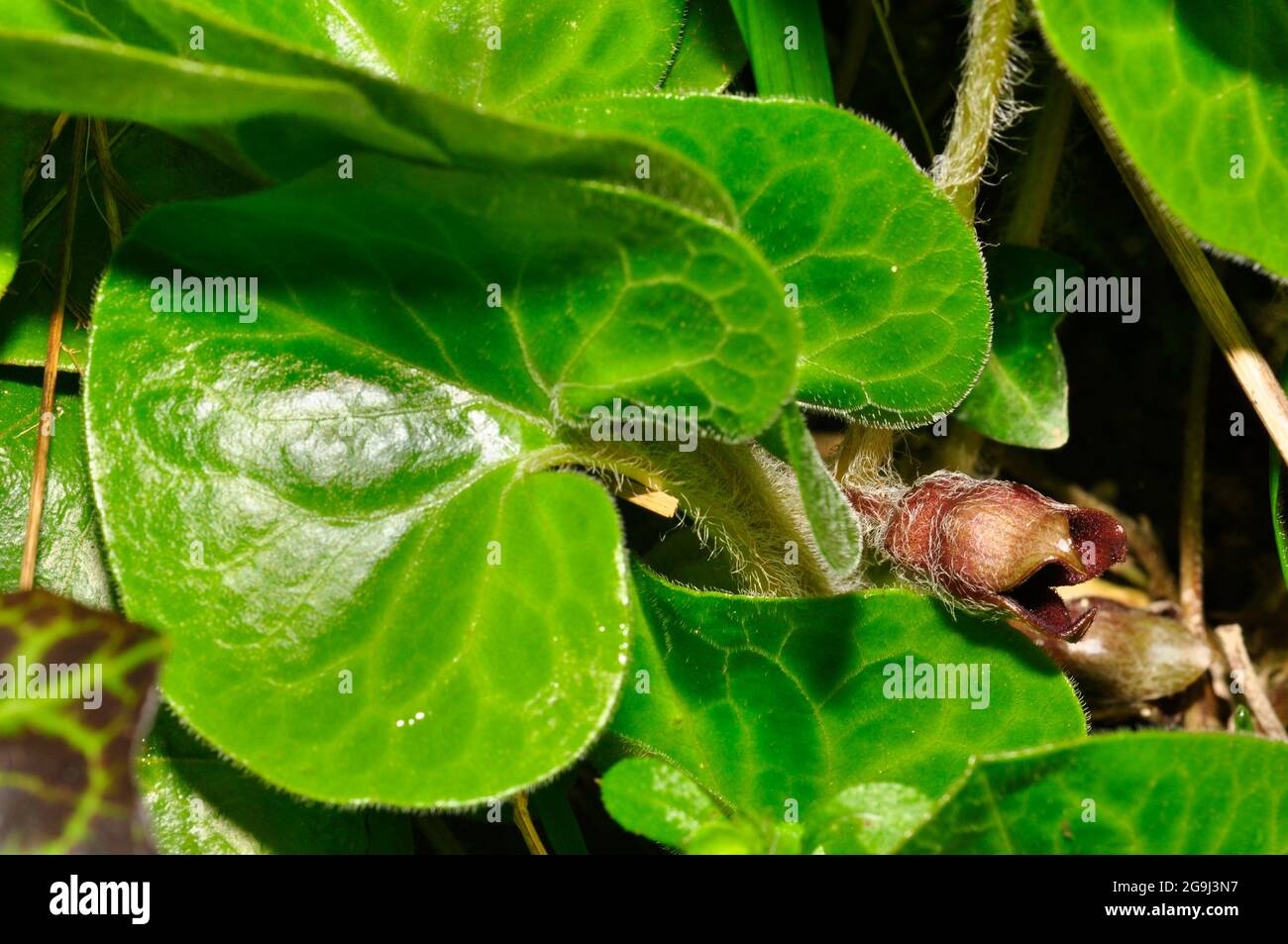 Asarabacca flower'Asarum Europaeum', gingembre sauvage européen, spikenard sauvage et noisette, est une espèce de plante à fleurs de la famille des millepertuis Banque D'Images