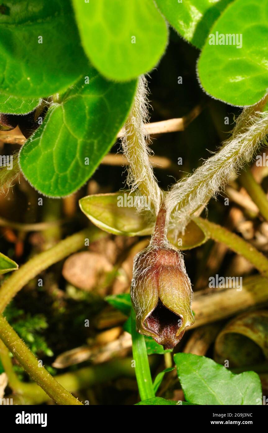 Asarabacca flower'Asarum Europaeum', gingembre sauvage européen, spikenard sauvage et noisette, est une espèce de plante à fleurs de la famille des millepertuis Banque D'Images