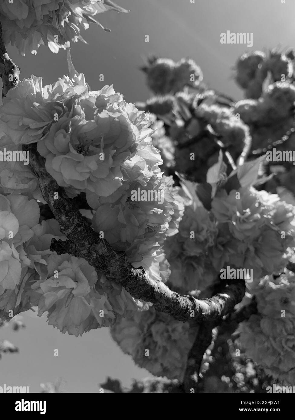 Gros plan des fleurs roses sur un cerisier au printemps Banque D'Images