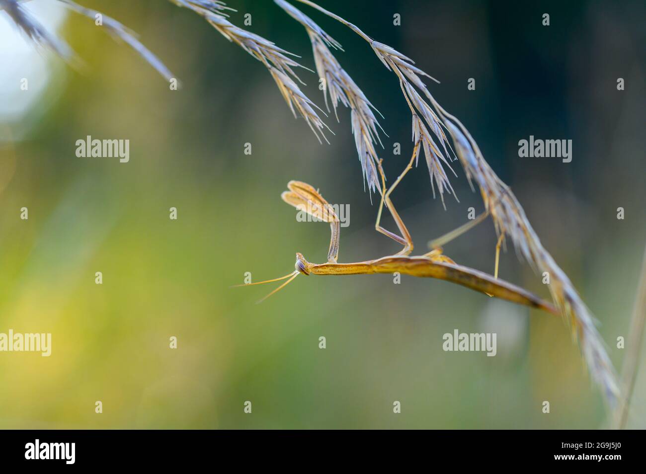 Une nymphe de la mante européenne (Mantis religiosa) sur une herbe dans un habitat naturel. Une nymphe d'une mantis, animal mâle. Heure d'or, coucher de soleil en arrière-plan. Banque D'Images