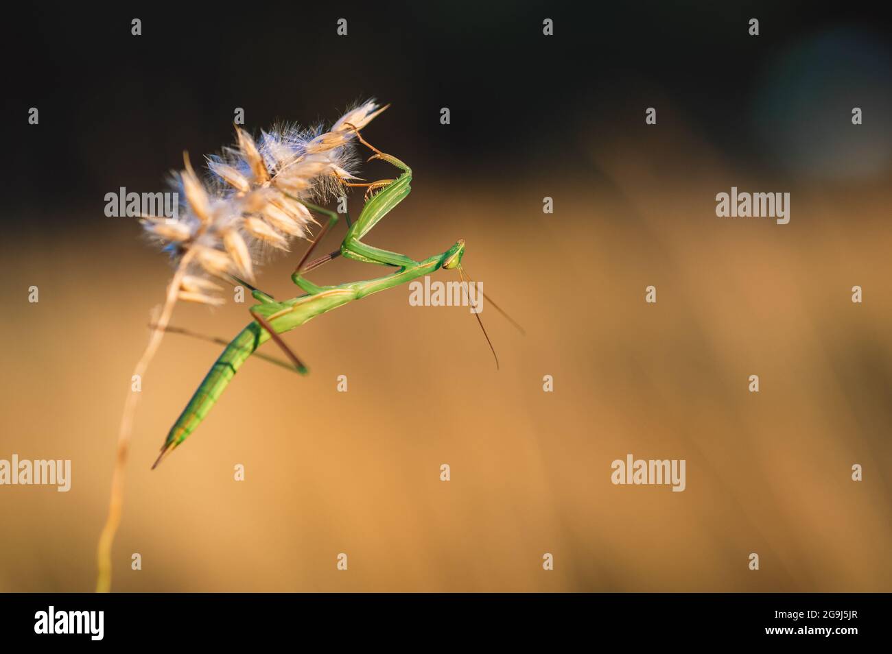 Une nymphe de la mante européenne (Mantis religiosa) sur une herbe dans un habitat naturel. Une nymphe d'une mantis, animal femelle. Heure d'or, coucher de soleil en arrière-plan. Banque D'Images