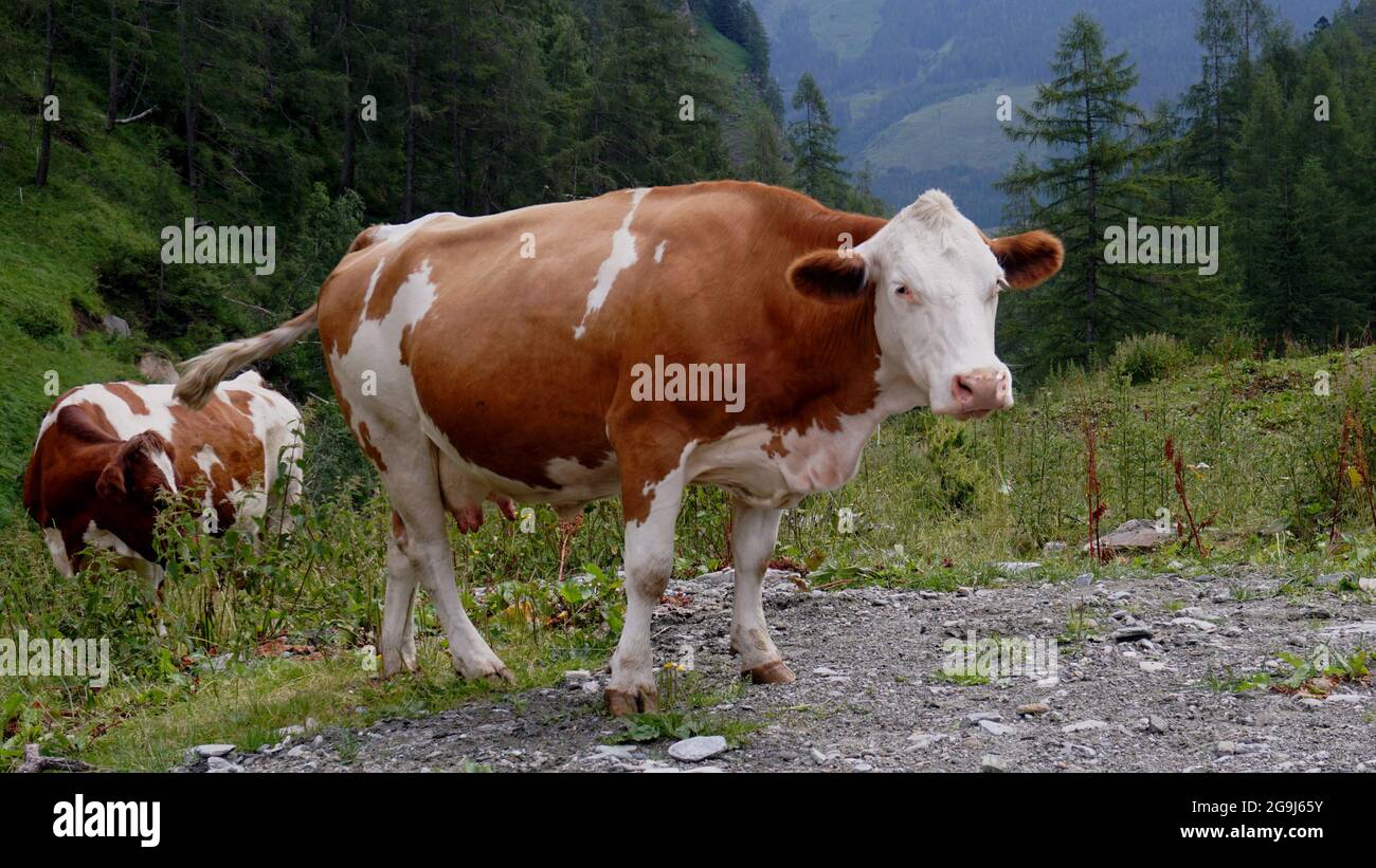 Simmental Cow en autriche se tenant à côté d'un chemin Banque D'Images