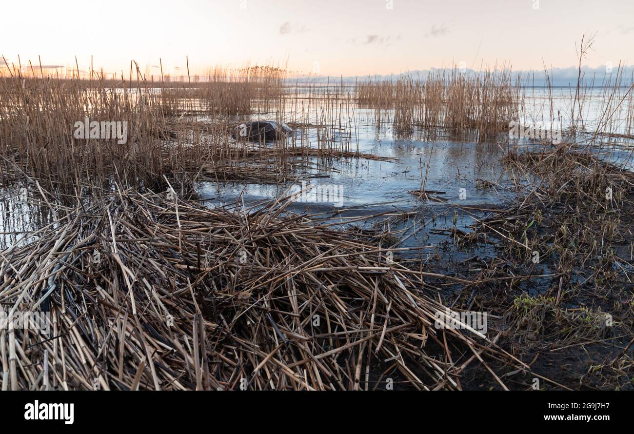Paysage côtier de la mer Baltique avec eau de rivage, pierres et roseaux côtiers secs. Golfe de Finlande, Russie Banque D'Images