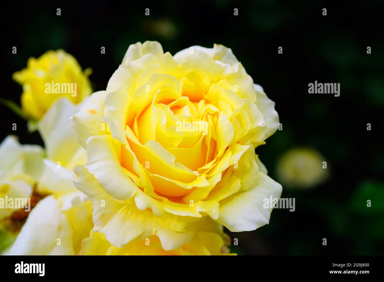 Cyrano jaune de Bergerac (Meivenerie) fleur rose poussant dans le jardin Banque D'Images