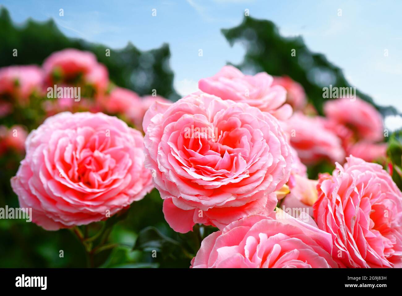 Parfum de Honfleur rose poussant dans le jardin Photo Stock - Alamy