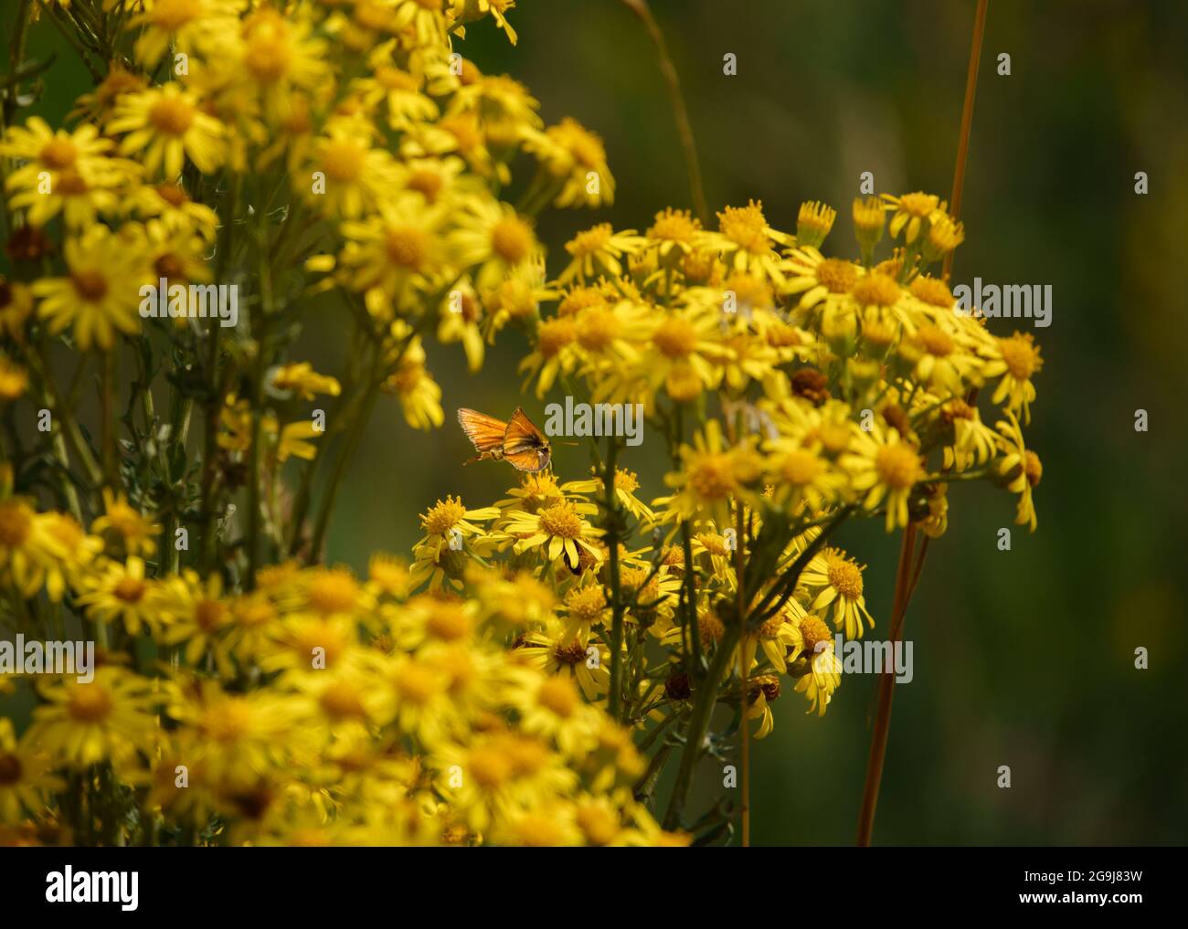 Gros plan d'un petit papillon de skipper (Thymelicus sylvestris) dînant sur de belles fleurs de ragoût jaune (Senecio jacobaea) en pleine croissance sauvage à Salisbury Banque D'Images