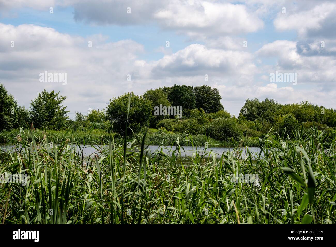 paysage de meadowland avec petit lac Banque D'Images