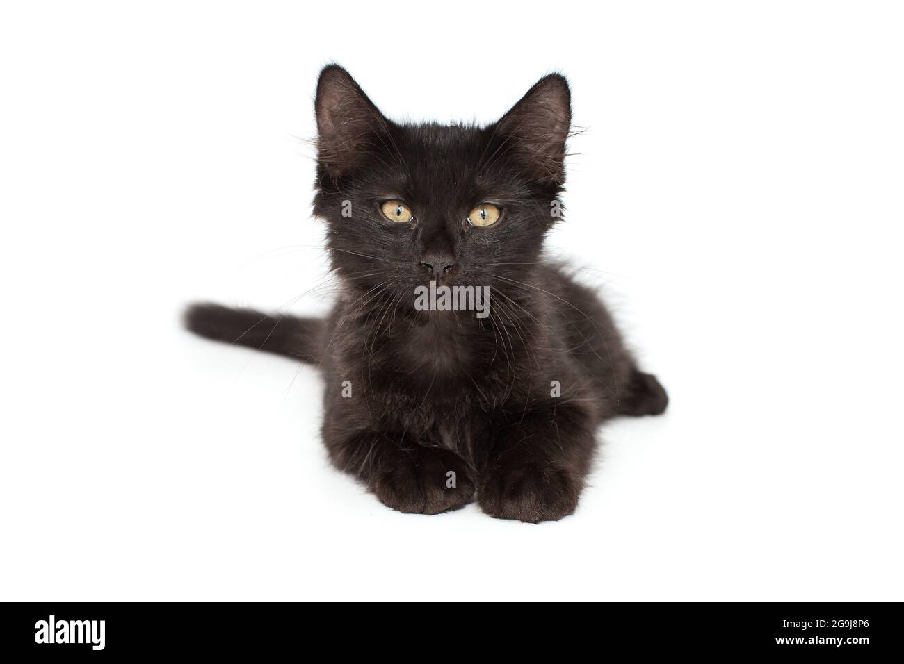 Petit chaton noir de 3 mois, isolé sur blanc. Banque D'Images