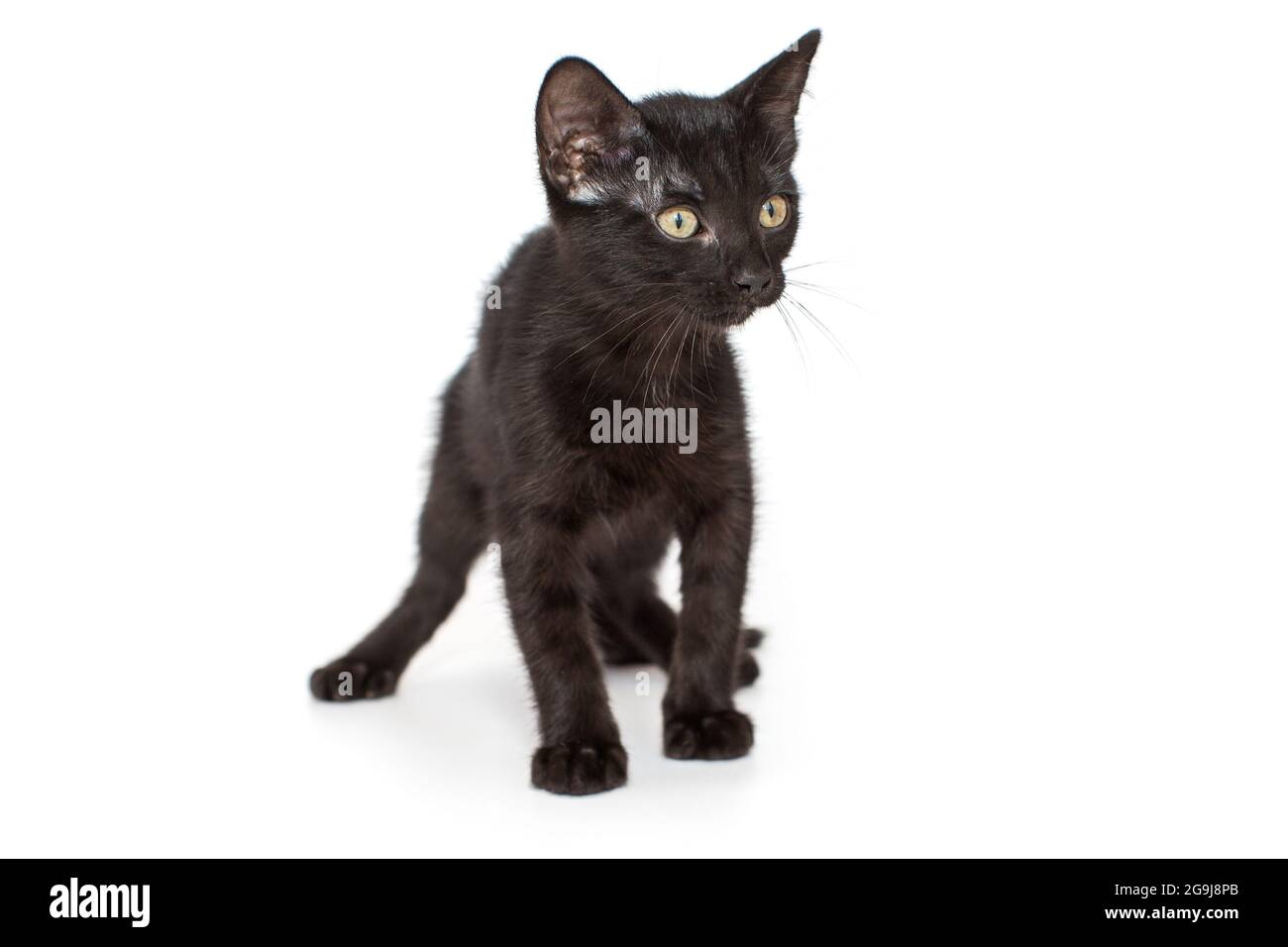 Petit Chat Tachete Banque D Image Et Photos Alamy