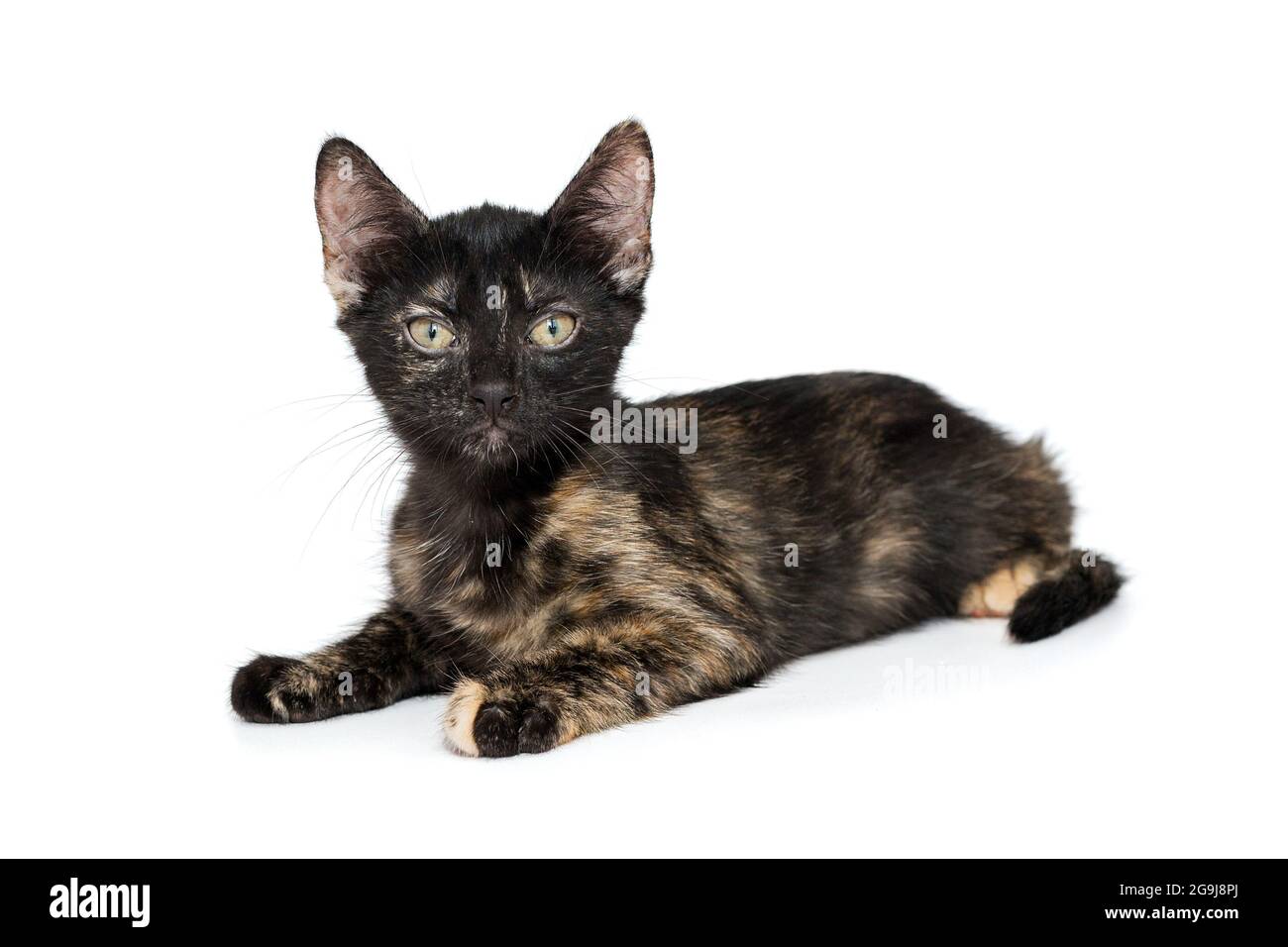Petit chaton tricolore de 3 mois, isolé sur blanc. Banque D'Images
