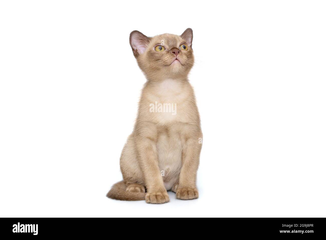 Beau jeune chaton de l'européen birman, isolé sur un fond blanc Banque D'Images