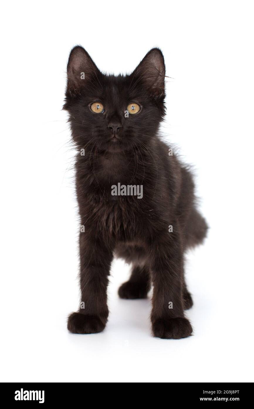 Petit chaton noir de 3 mois, isolé sur blanc. Banque D'Images