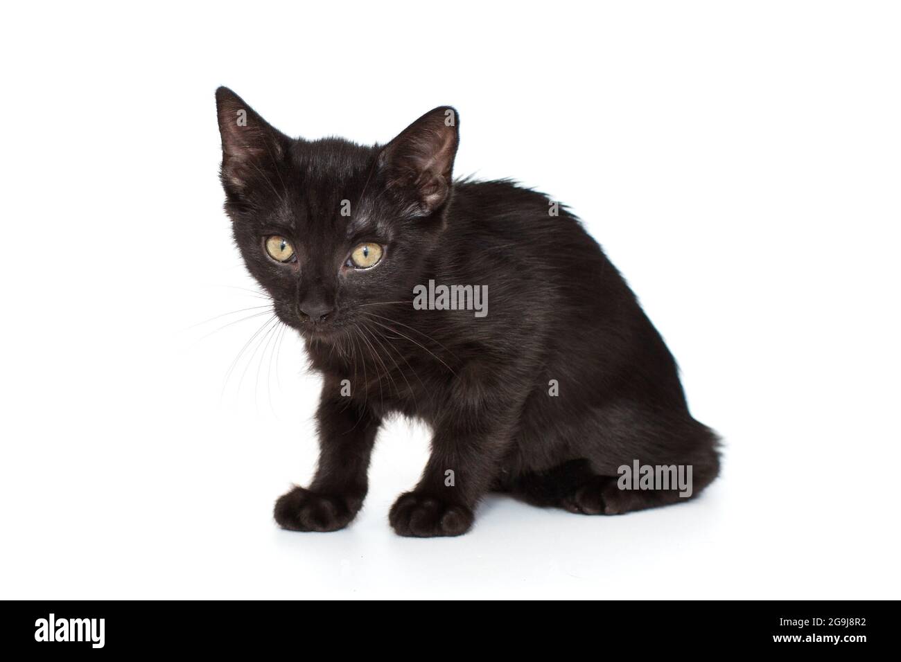 Petit chaton noir de 3 mois, isolé sur blanc. Banque D'Images