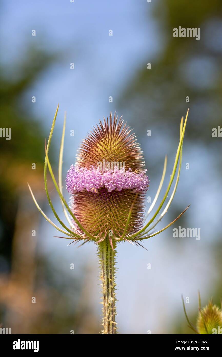 Thé sauvage également connu sous le nom de Dipsacus Fullonum Banque D'Images