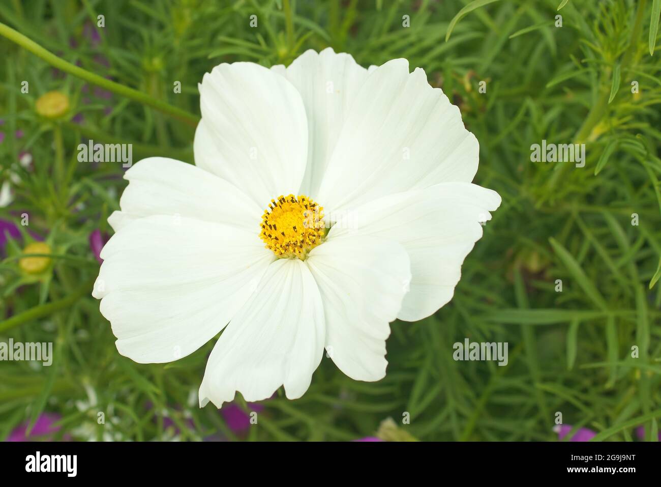 COSMOS bipinnatus, gros plan d'une fleur blanche d'une plante à fleurs dans  un parc, jardin cosmos fleur en fleur Photo Stock - Alamy