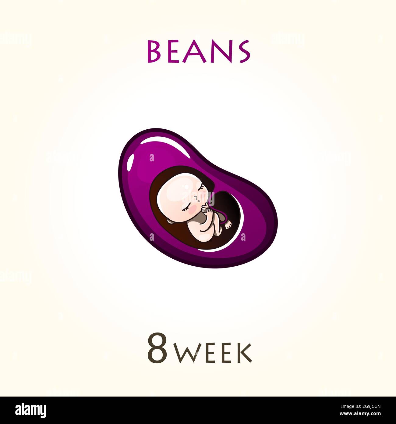 Stades de développement de la grossesse, la taille de l'embryon pendant des semaines. Fœtus humains à l'intérieur de l'utérus. 8 semaine de 42 semaines de grossesse. Vecteur illustrat Illustration de Vecteur