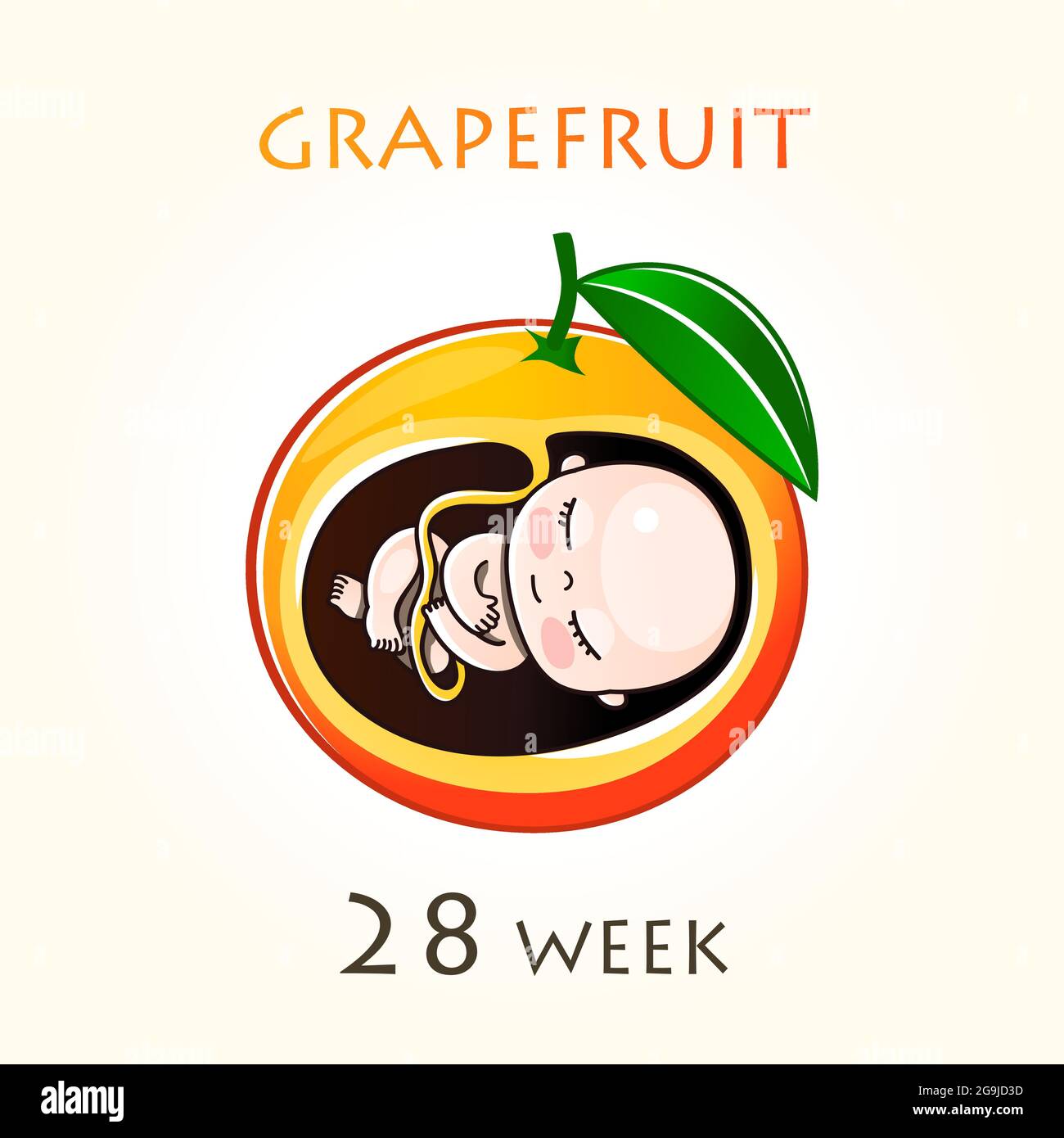 Stades De Developpement De La Grossesse La Taille De L Embryon Pendant Des Semaines Fœtus Humains A L Interieur De L Uterus 28 Semaine De 42 Semaines De Grossesse Illustrateur Vectoriel Image Vectorielle Stock
