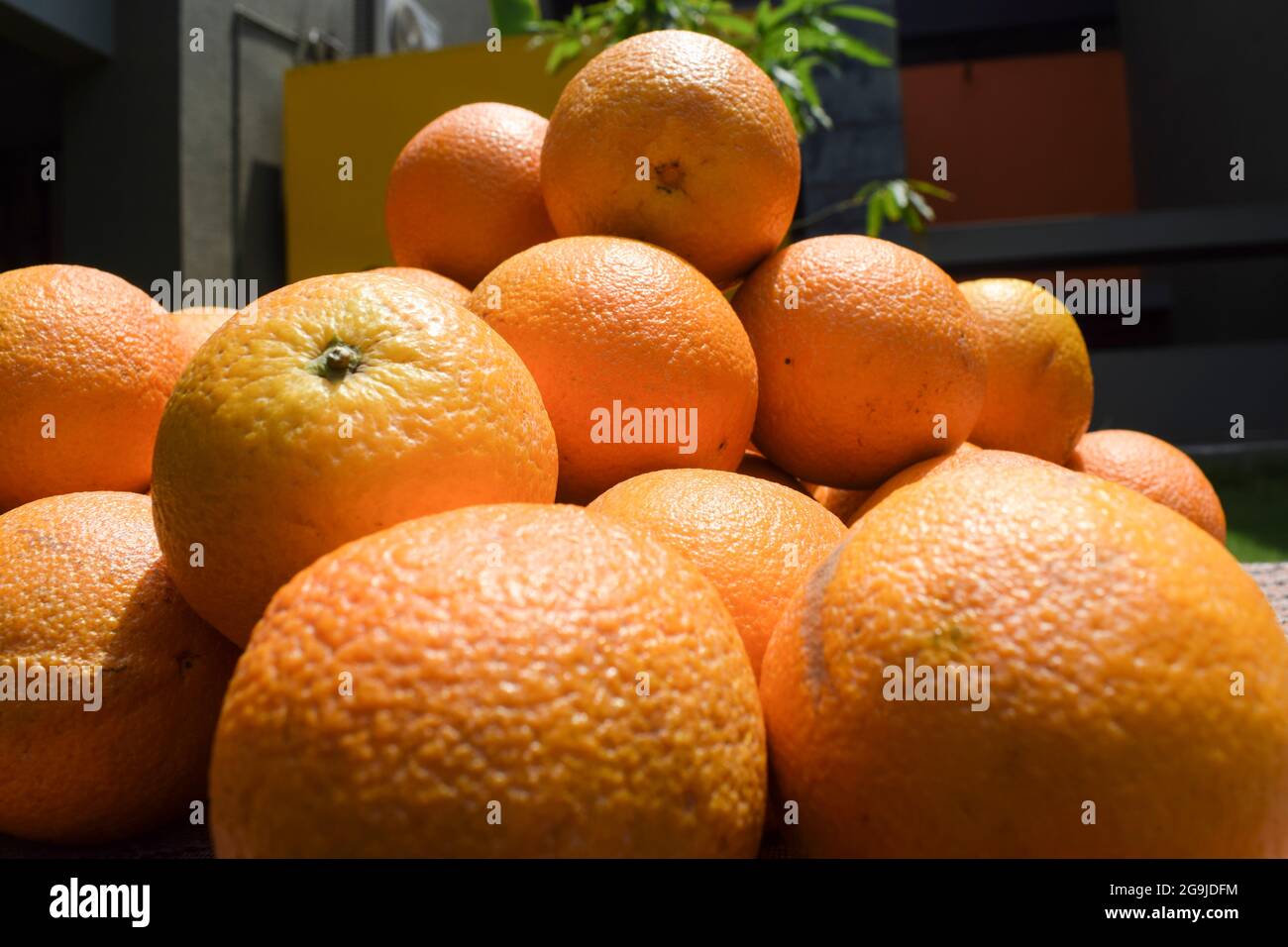 Agrumes fraîchement cueillis récoltés et mis dans un panier en osier avec un fond de verdure à ciel ouvert. Oranges maltaises sur le marché des paniers de bambou Banque D'Images