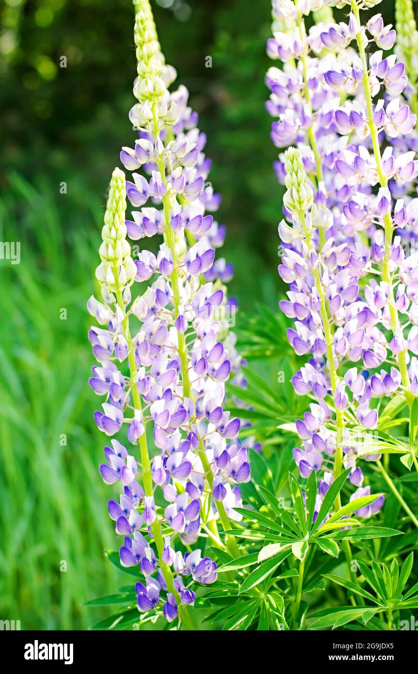 Lupins sauvages en pleine croissance dans la Forêt-Noire Banque D'Images