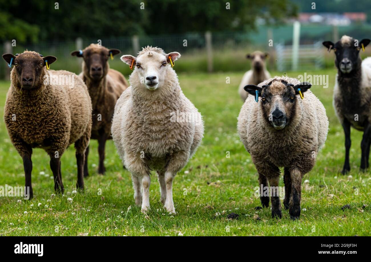 Mouton Shetland en champ vert avec agneaux mâles et femelles de six mois, East Lothian, Écosse, Royaume-Uni Banque D'Images