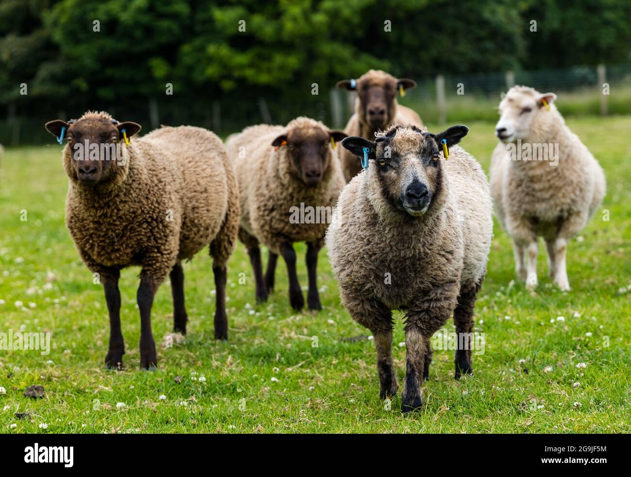 Mouton Shetland en champ vert avec agneaux de six mois, Lothian est, Écosse, Royaume-Uni Banque D'Images