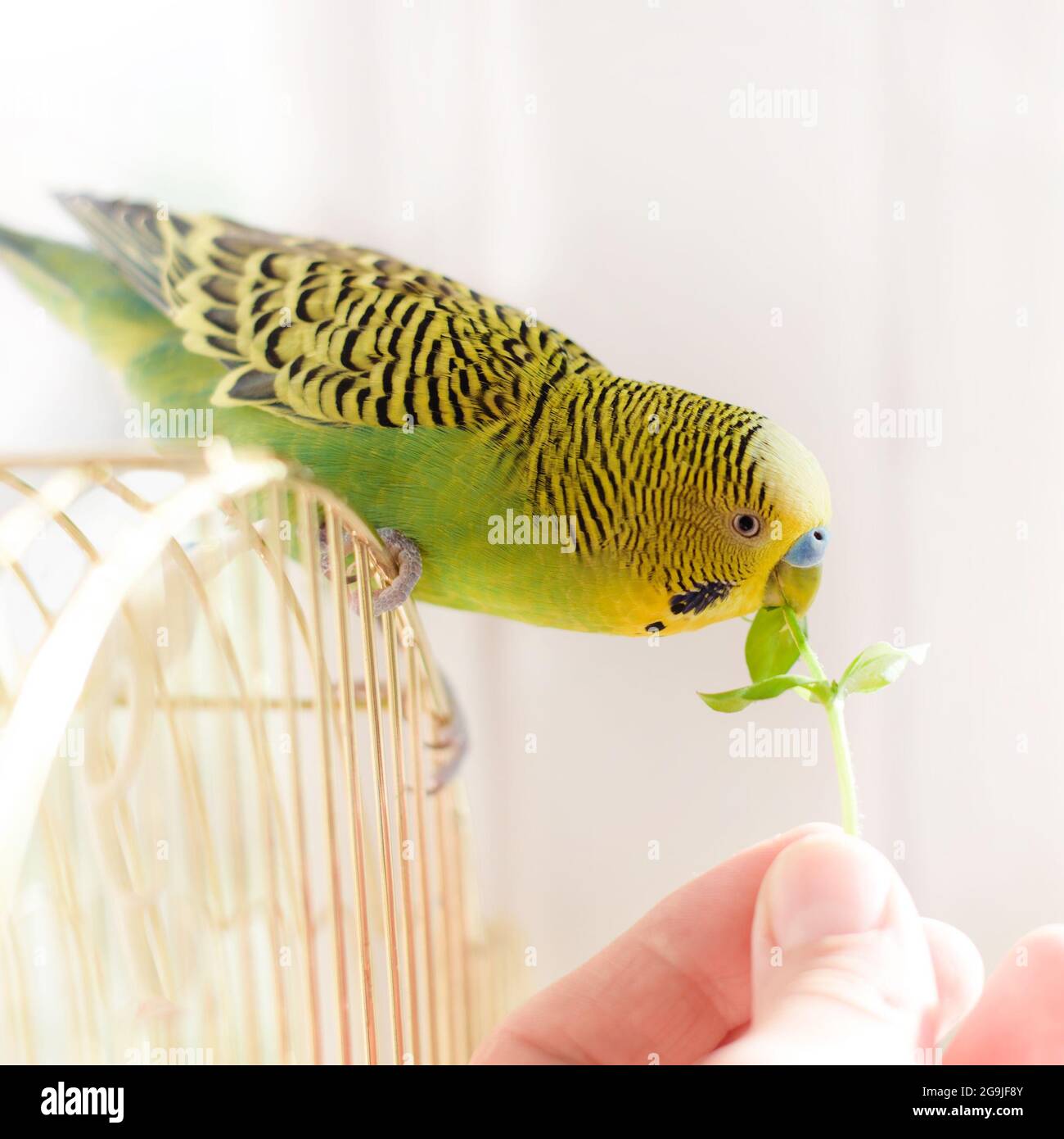 Parrot mange de l'herbe verte fraîche à la main humaine. Mignon petit copains verts. Banque D'Images