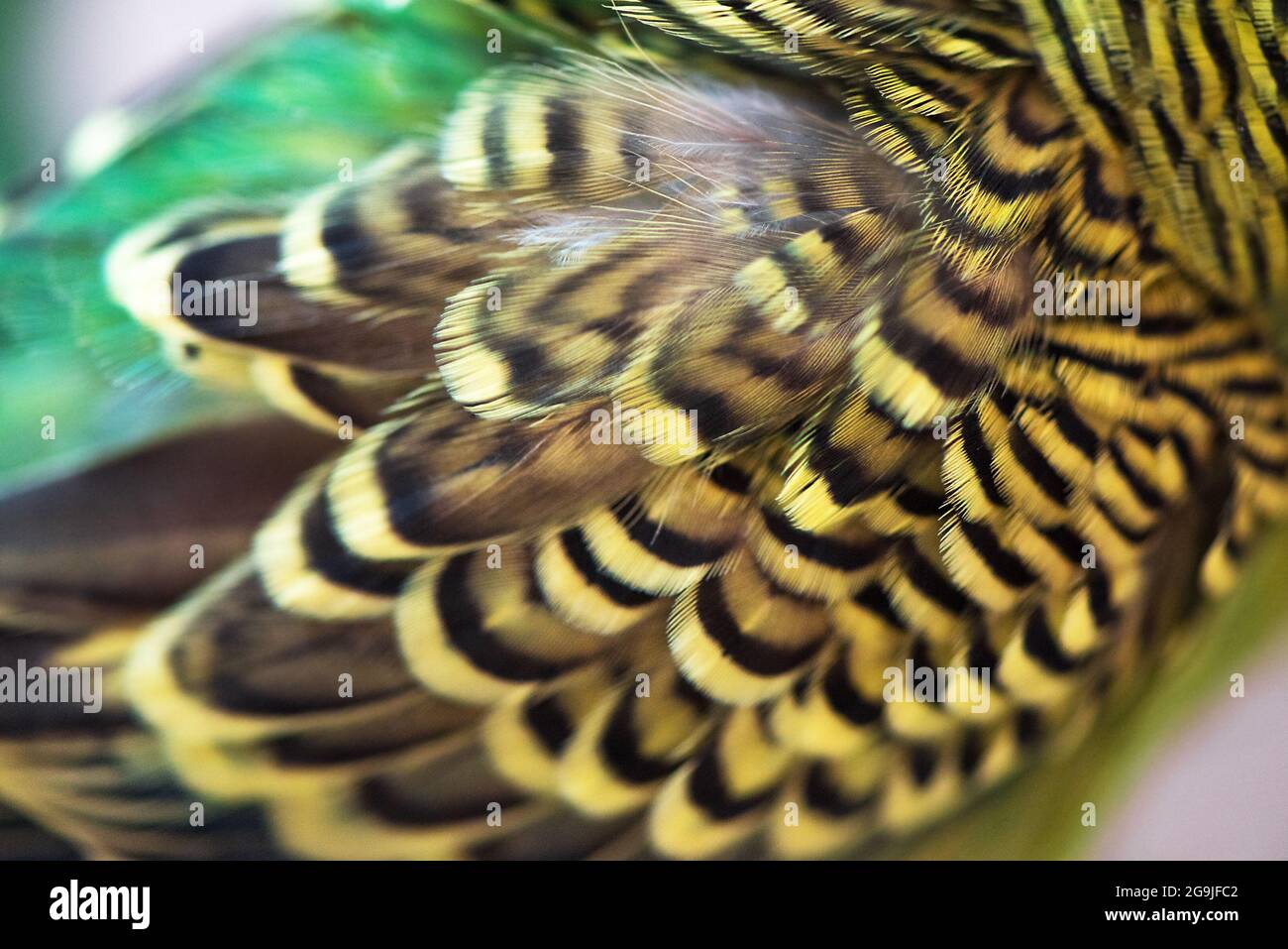 Le perroquet vert du bourgeon gros plan. Plumage Wing Budgerigar Closeup Banque D'Images