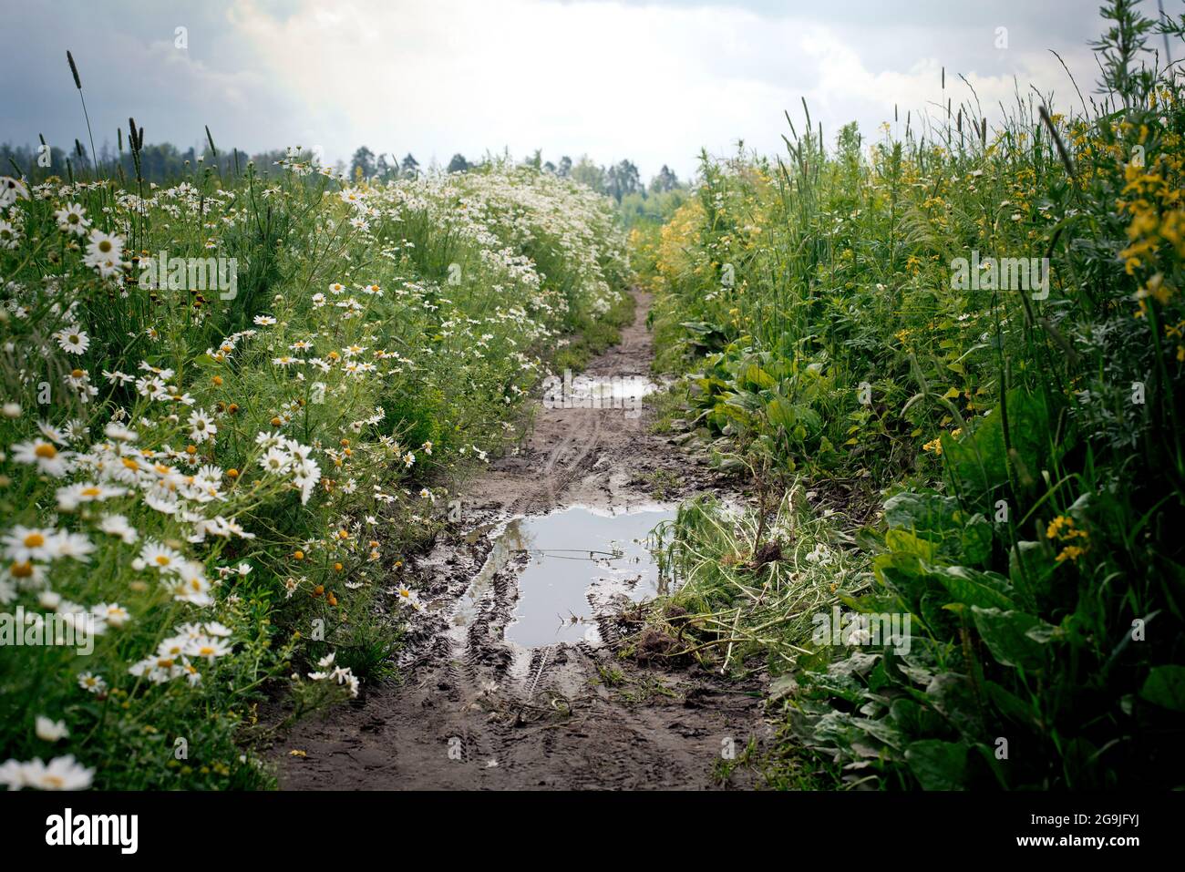 Magnifique paysage agricole d'été. Route avec des flaques à travers un pré fleuri Banque D'Images