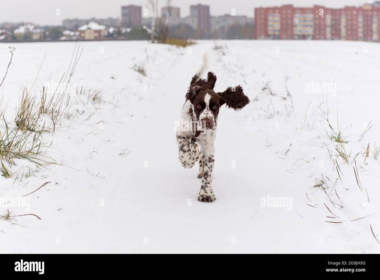 English Springer Spaniel chiot mignon. Chien de chasse Banque D'Images