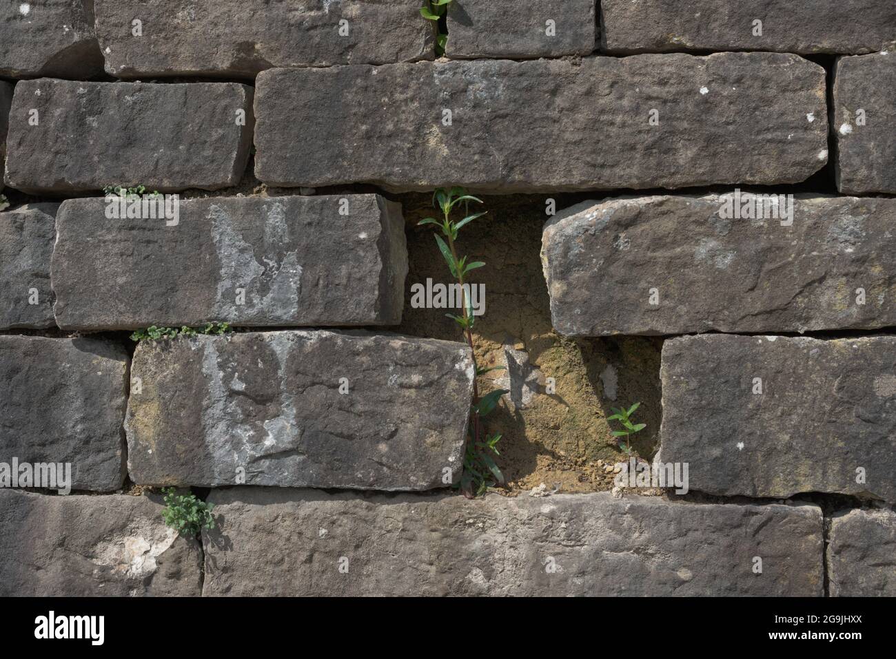 Les plantes vertes naturelles et vibrantes se démarquent du mur en pierre artificiel. Bon exemple de la vie contre toutes les probabilités. La nature qui prévaut sur l'homme. Banque D'Images