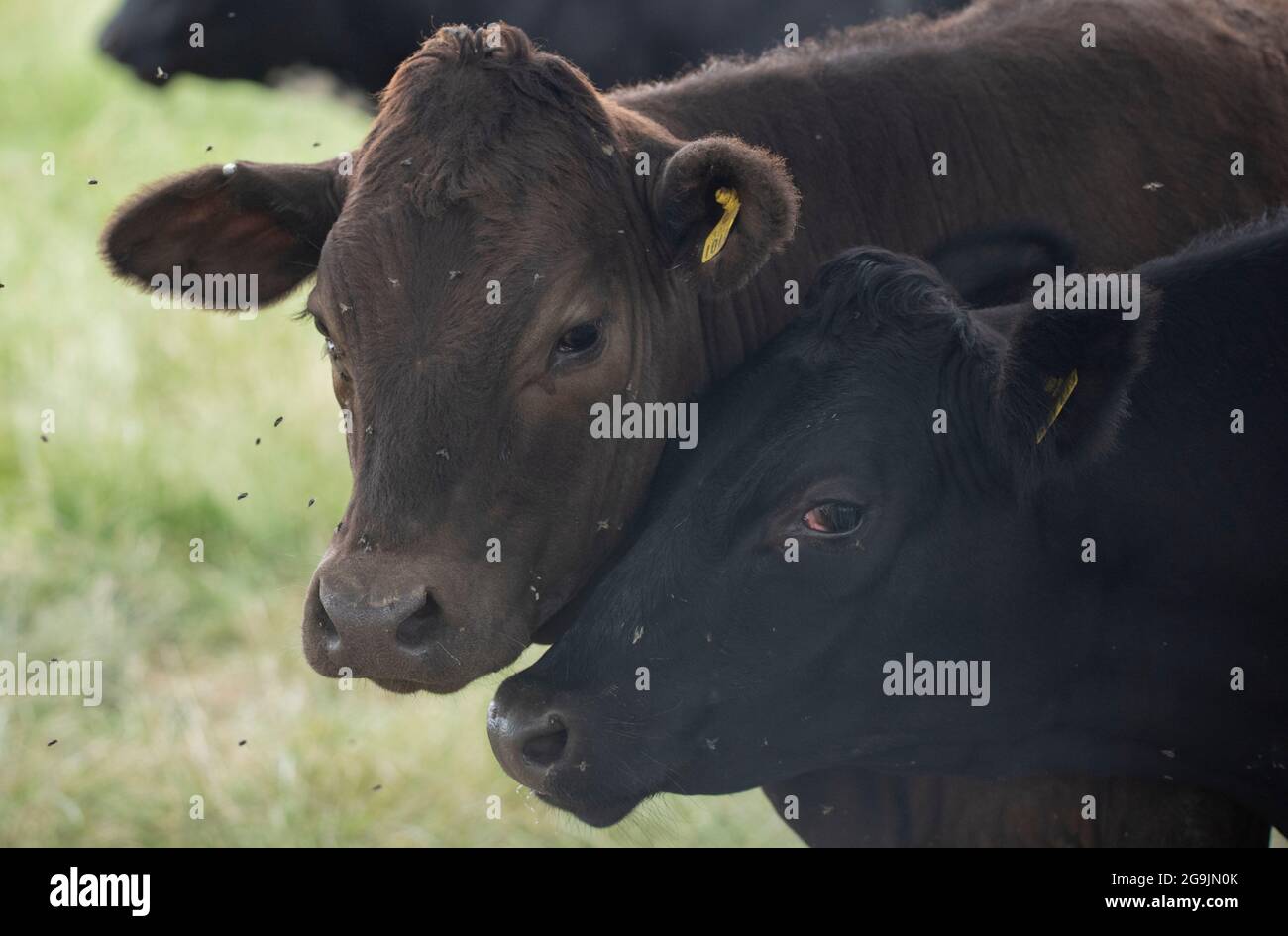 Deux têtes de vache en contact dans un champ - bétail - droits des animaux Banque D'Images