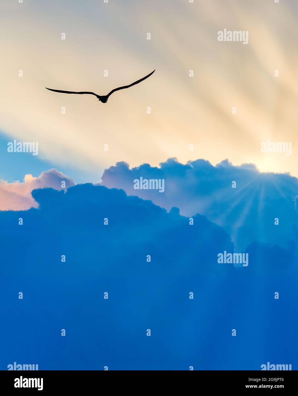 Une silhouette d'oiseau est en vol vers les rayons du soleil lumineux blanc avec des ailes entièrement étalés en vol en format d'image vertical Banque D'Images