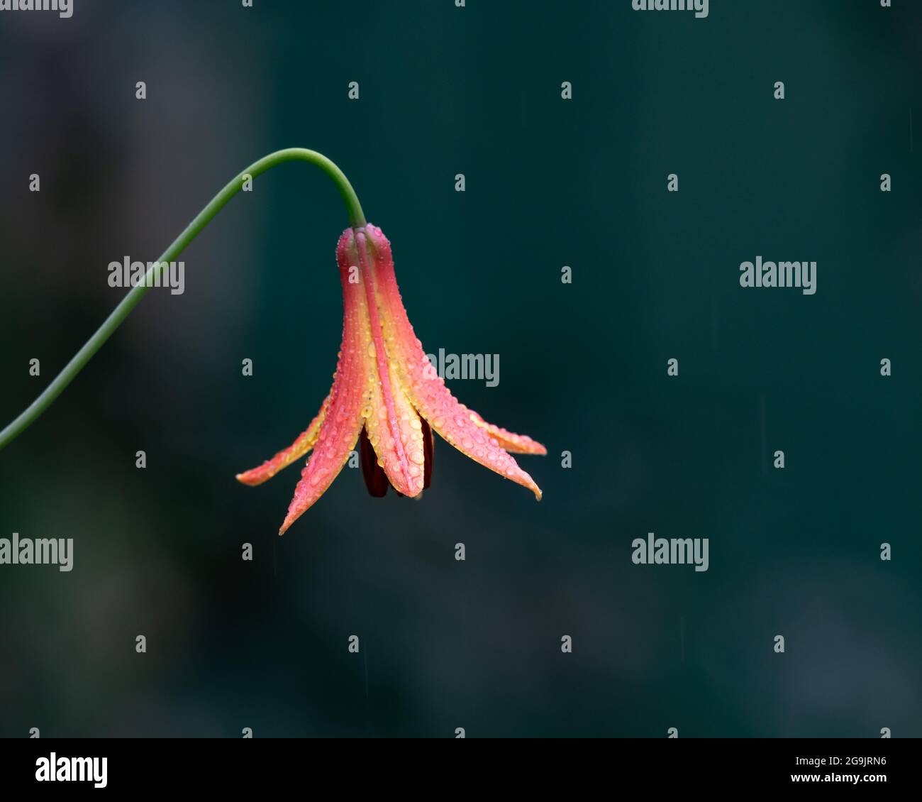 Lilium canadense, une fleur de nénuphars du Canada, qui grandit dans la nature sauvage des montagnes Adirondack, NY, États-Unis Banque D'Images