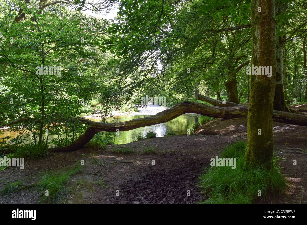 Rivière Fowey, Lanhydrock, 160721 Banque D'Images