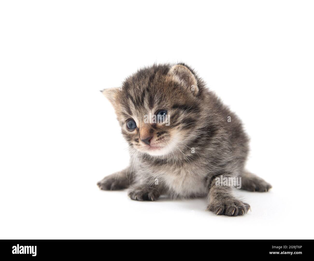 Joli bébé nouveau-né tabby chaton isolé sur fond blanc Banque D'Images