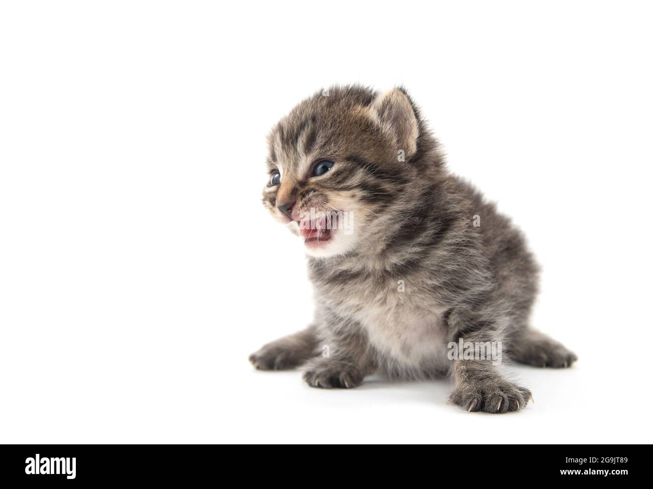 Mignon bébé nouveau-né tabby chaton pleurant et isolé sur fond blanc Banque D'Images