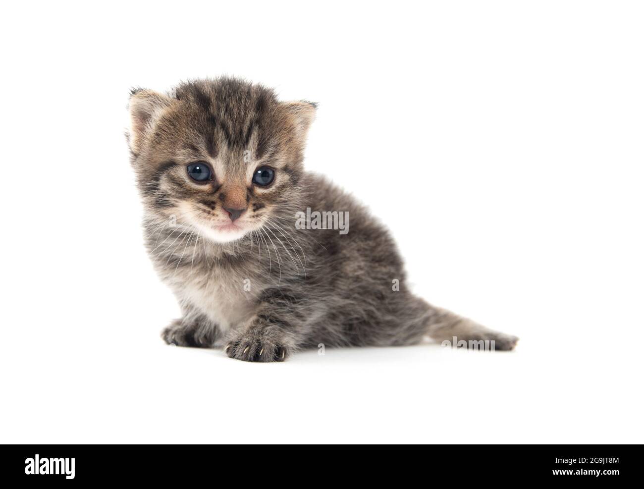 Joli bébé nouveau-né tabby chaton isolé sur fond blanc Banque D'Images